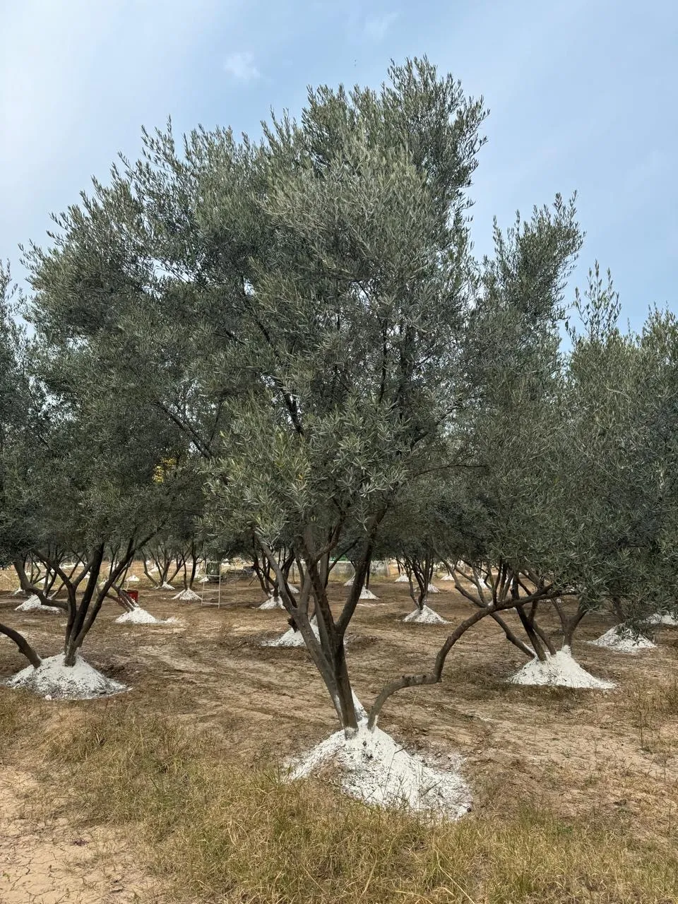 Olive harvest