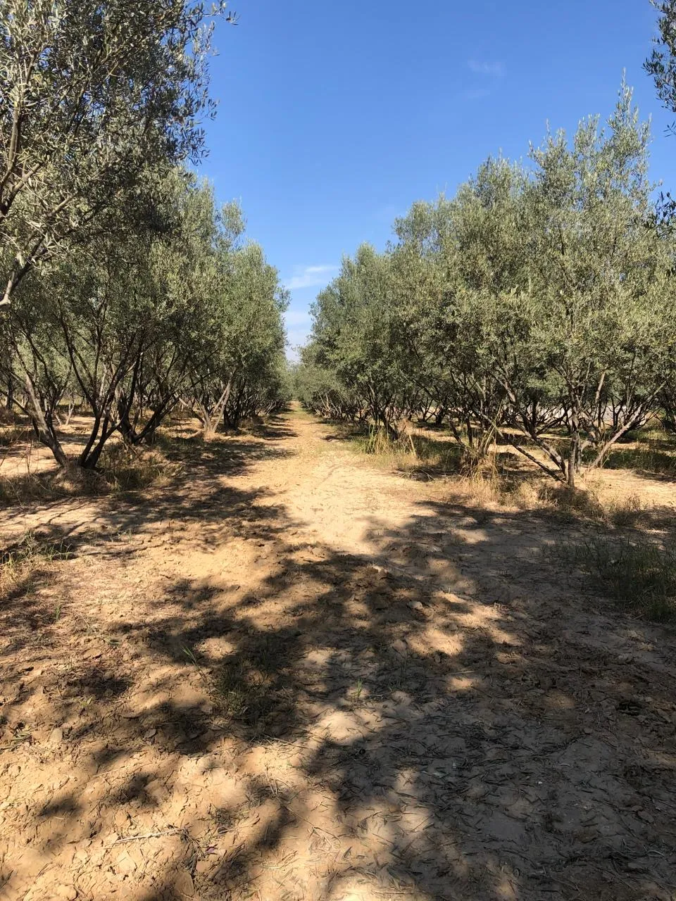 Noor olive grove in Chakwal