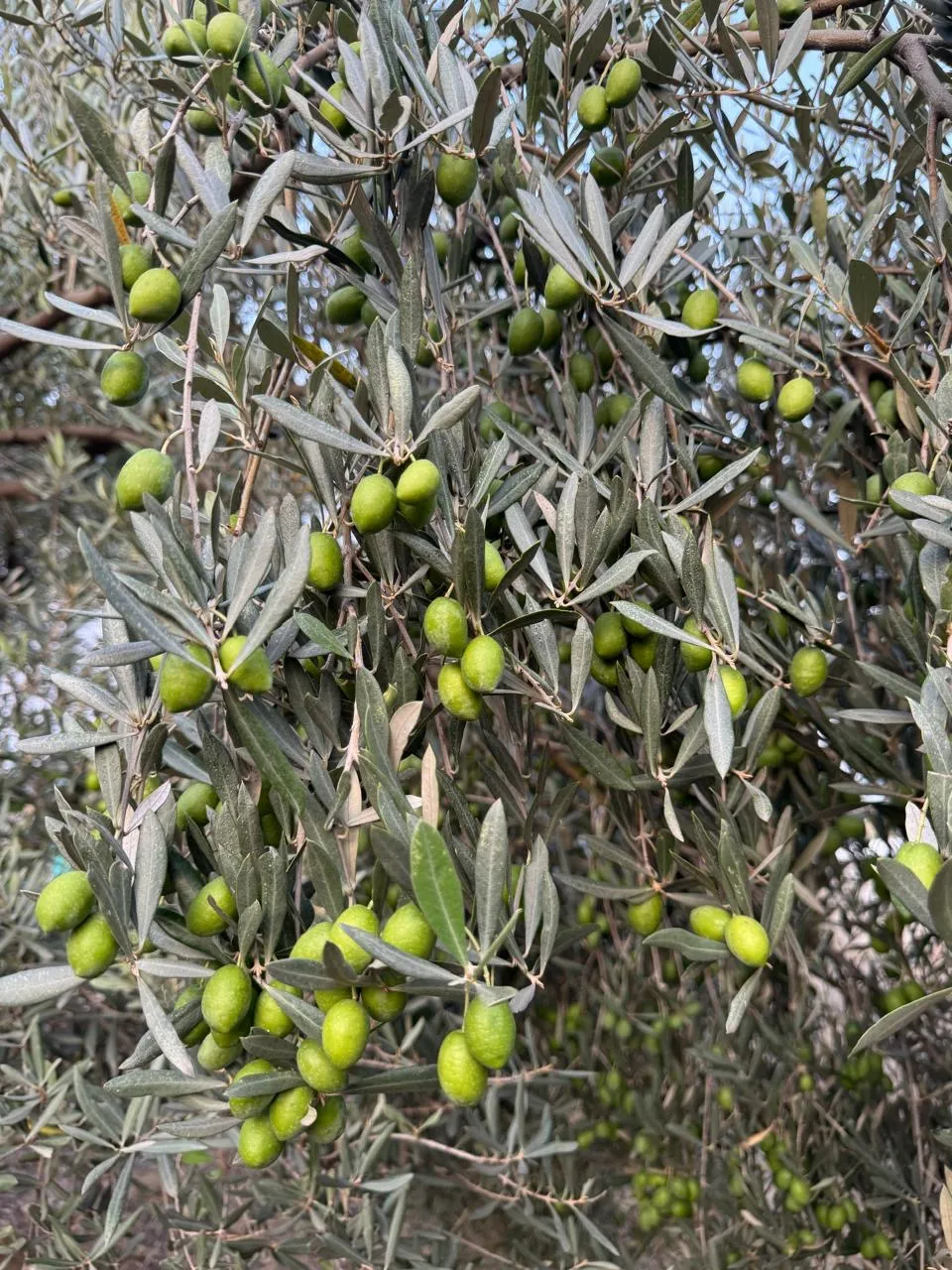 Olive grove
