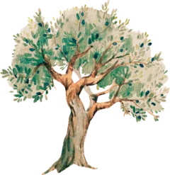 Noor Olive Grove